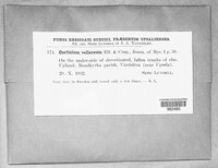 Granulobasidium vellereum image
